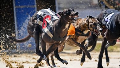 An early look at the English Greyhound Derby