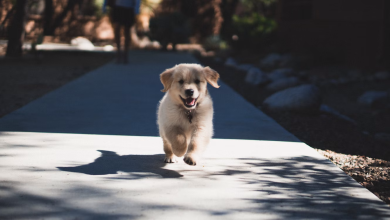 How to Keep Your House and Front Yard Safe for Your Puppies