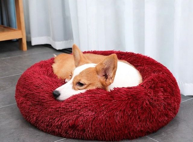 How to Choose a Calming Pet Bed for your Pooch?